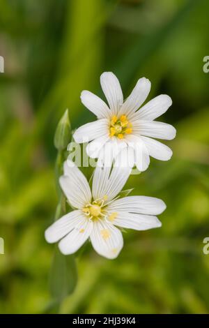 Makroaufnahme von blühenden Blüten mit großer Stitkrautblüte (Rabelera holostea) Stockfoto