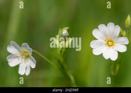 Makroaufnahme von blühenden Blüten mit großer Stitkrautblüte (Rabelera holostea) Stockfoto