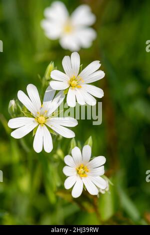 Makroaufnahme von blühenden Blüten mit großer Stitkrautblüte (Rabelera holostea) Stockfoto