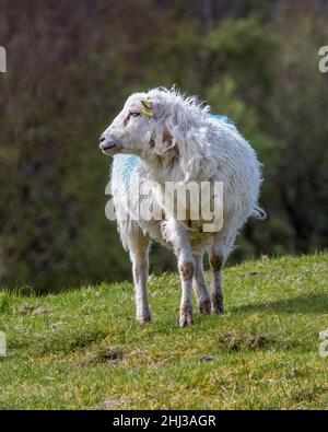 Welsh Mountain Sheep in der Nähe des Uragh Stone Circle, Irland Stockfoto