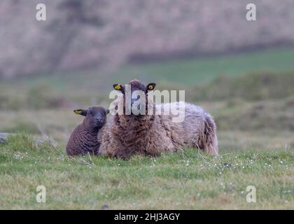 Mutter und Lamm Black Welsh Mountain Schafe auf einem Feld in der Nähe von Clogher Beach, Dingle, Irland Stockfoto