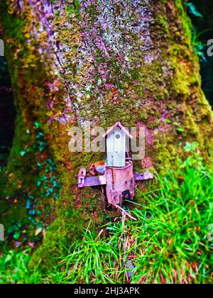 Buntes Märchenhaus im irischen Wald Stockfoto