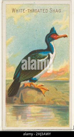 White-Throated Shag, aus der Birds of the Tropics-Serie (N5) für Allen & Ginter Cigarettes Brands 1889, herausgegeben von Allen & Ginter American Trade Cards aus der 'Birds of the Tropics'-Serie (N5), 1889 in einer Serie von 50 Karten zur Werbung für Allen & Ginter Brand Cigarettes ausgegeben. White-Throated Shag, aus der Birds of the Tropics-Serie (N5) für Allen & Ginter Cigarettes Brands 406724 Stockfoto