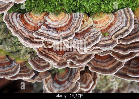 Turkey Tails Trametes versicolor ein kleiner Bracket-Pilz, der auf einem gefallenen Baum in einem Somerset-Wald in Großbritannien wächst Stockfoto