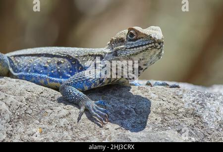 Kashmir Rock Agama Eidechse Laudakia tuberculata mit blauen Beinen und Flanken, die an einer Wand in einem Binsar Bergdorf Uttarakhand Himalayas Indien sonnen Stockfoto