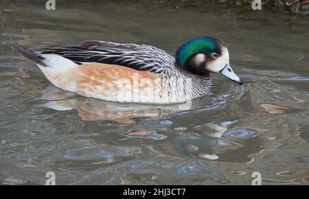 Chiloe Wigeon Anas sibilatrix drake im Wintergefieder - eine gebürtige Südamerikanerin hier bei Slimbridge in Gloucestershire UK Stockfoto