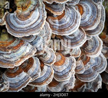 Turkey Tails Trametes versicolor ein kleiner Bracket-Pilz, der auf einem gefallenen Baum in einem Somerset-Wald in Großbritannien wächst Stockfoto