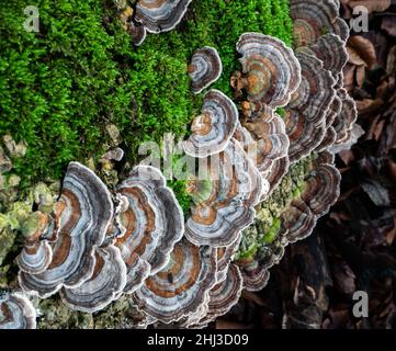 Turkey Tails Trametes versicolor ein kleiner Bracket-Pilz, der mit Moosen auf einem gefallenen Baum in einem Somerset-Wald in Großbritannien wächst Stockfoto