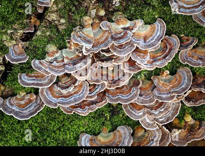 Turkey Tails Trametes versicolor ein kleiner Bracket-Pilz, der mit Moosen auf einem gefallenen Baum in einem Somerset-Wald in Großbritannien wächst Stockfoto