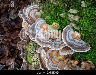 Turkey Tails Trametes versicolor ein kleiner Bracket-Pilz, der auf einem gefallenen Baum in einem Somerset-Wald in Großbritannien wächst Stockfoto