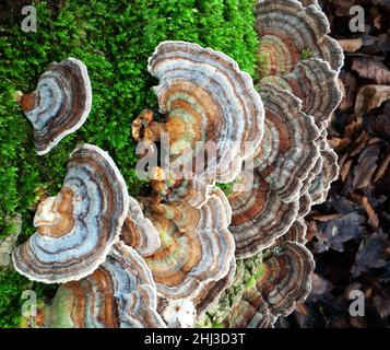 Turkey Tails Trametes versicolor ein kleiner Bracket-Pilz, der auf einem gefallenen Baum in einem Somerset-Wald in Großbritannien wächst Stockfoto