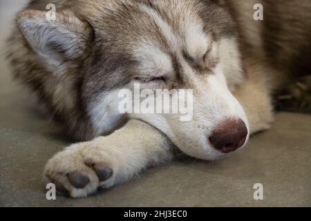 Grau, weiß und braun Husky mit geschlossenen Augen schlafen auf dem Boden Porträt von sibirischen Husky. Der Hund sieht aus wie Wolf Stockfoto