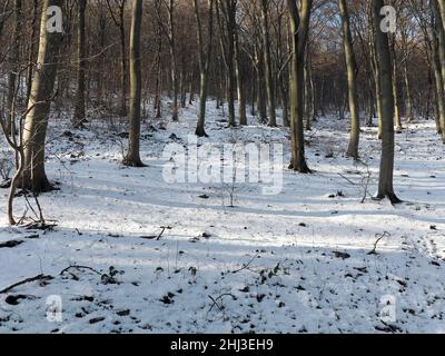 Laubwald am Hang entlang des Philopsophenweges in Heidelberg. Deutschland. Der Boden ist mit leichtem Schnee bedeckt. Stockfoto