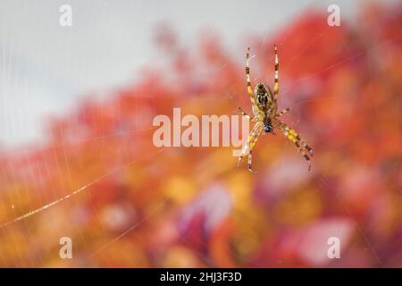 Makroansicht einer Spinne auf orangefarbenem, unscharfem Hintergrund Stockfoto