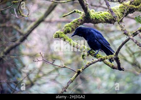 Krähe - Corvus corone, thront auf einer bräunlich, Vassels Park, Bristol, England Stockfoto