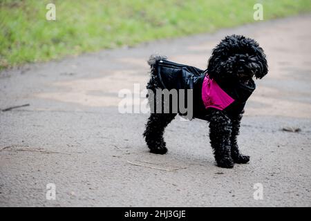 Ein schwarzer Pudel wie Hund. Trägt einen rosa und schwarzen Mantel, während Sie in der Kälte in Snuff Mills, Bristol, England, stehen Stockfoto