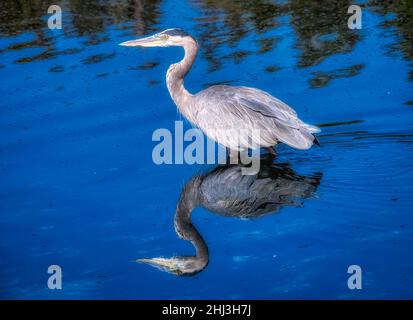 Der große Blaureiher hebt wütend vom Olympic National Park River ab Stockfoto