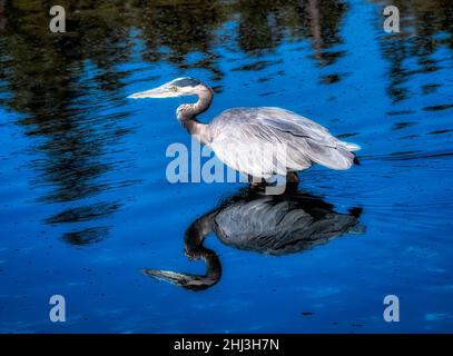 Der große Blaureiher hebt wütend vom Olympic National Park River ab Stockfoto