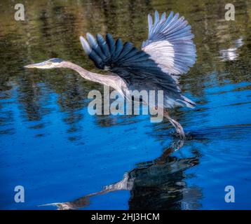 Der große Blaureiher hebt wütend vom Olympic National Park River ab Stockfoto