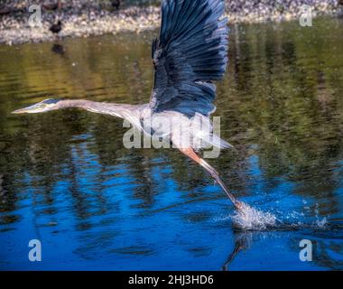 Der große Blaureiher hebt wütend vom Olympic National Park River ab Stockfoto