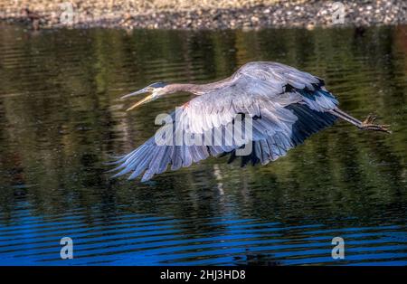 Der große Blaureiher hebt wütend vom Olympic National Park River ab Stockfoto