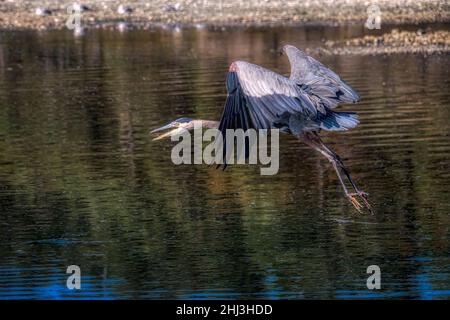 Der große Blaureiher hebt wütend vom Olympic National Park River ab Stockfoto