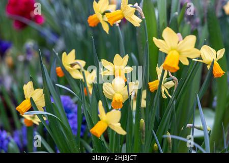 Varcissus Grand Soleil d'Or. Es hat Zweige mit mehreren kleinen gelben Blüten mit orangen Koronen. Stockfoto