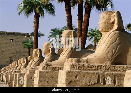 Die Avenue of Sphinxes, die zum Luxor-Tempel führt, Luxor, Ägypten Stockfoto