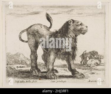Tafel 6: löwe, aus 'verschiedenen Tieren' (Diversi animali) ca. 1641 Stefano della Bella Italienisch. Tafel 6: löwe, aus 'verschiedenen Tieren' (Diversi animali) 377449 Stockfoto