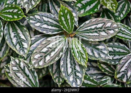 Aluminiumpflanze oder Wassermelone pilea Pilea cadieei) im Garten Stockfoto