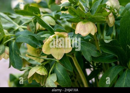 Im Frühjahr blühte Helleborus orientalis im Garten grüne Blüten Stockfoto
