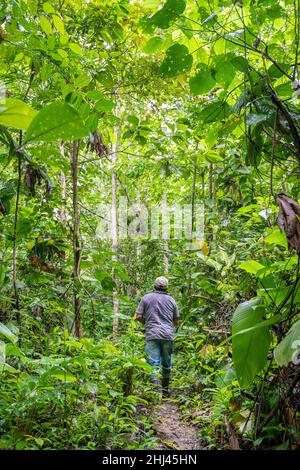 Wandern Sie im Amacayacu Natural National Park, Amazonas, Kolumbien. Stockfoto