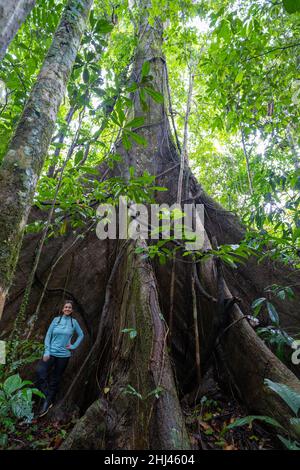 Ein ceiba, ein riesiger tropischer Waldbaum. Im Amacayacu Natural National Park, Amazonas, Kolumbien. Stockfoto