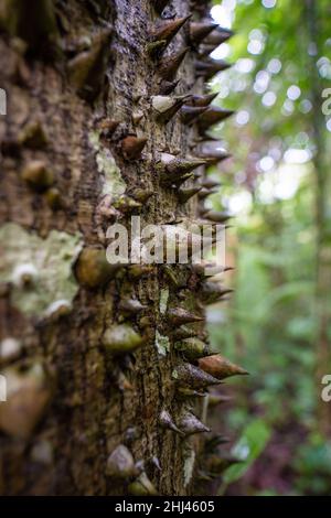 Die großen Dornen auf dem Baum. Im Amacayacu Natural National Park, Amazonas, Kolumbien. Stockfoto