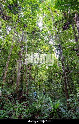 Wandern Sie im Amacayacu Natural National Park, Amazonas, Kolumbien. Stockfoto