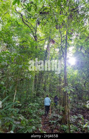 Wandern Sie im Amacayacu Natural National Park, Amazonas, Kolumbien. Stockfoto