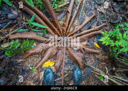 Riesiges, totes Baumblatt, im Amacayacu Natural National Park, Amazonas, Kolumbien. Stockfoto