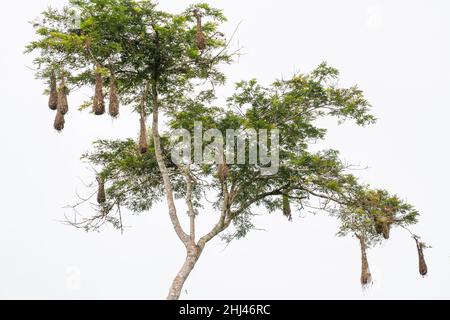 Nester von Orpengola im Amacayacu Natural National Park, Amazonas, Kolumbien. Stockfoto