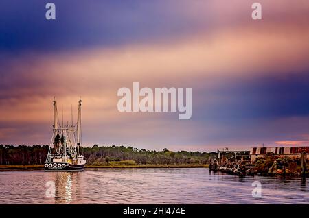 Apalachee Girl, ein Garnelenboot, geht nach einem langen Tag mit Garnelen am 27. Oktober 2013 in Bayou La Batre, Alabama, nach Hause. Stockfoto