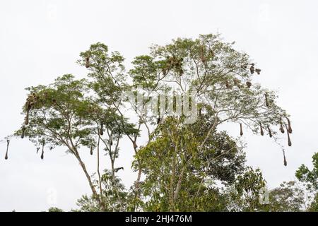 Nester von Orpengola im Amacayacu Natural National Park, Amazonas, Kolumbien. Stockfoto