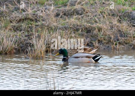 Ánade real (Anas platyrhynchos) macho y sembra en un día soleado de manera relajada, Stockfoto