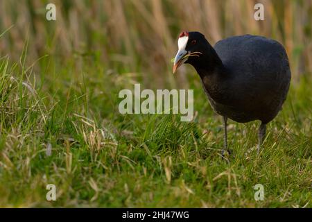 Gemeiner Ruß, (Fulica atra) Nahaufnahme Wildwasservogel in einem See, Schwimmen, Frühjahr, Tierwelt im Naturpark mallorca spanien Stockfoto