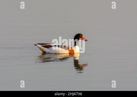 Gemeinsame Shelduck (Tadorna tadorna) Schwimmen im Feuchtgebiet, Naturpark von mallorca spanien, Stockfoto