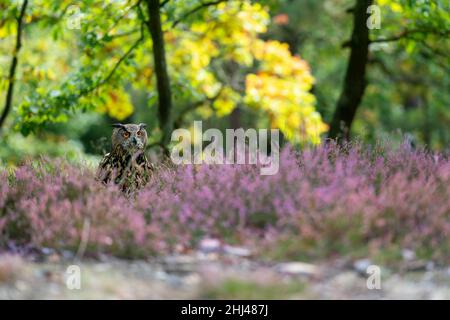 Euroasiatische Adlereule sitzt in der Heide mit dem Herbstwald auf dem Rücken. Farbenfrohe, optimistische Fotos von Wildtieren. Stockfoto