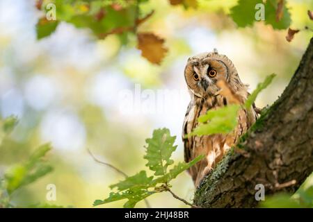 Langohrige Eule sitzt auf einem Baumstamm mit grünen Blättern und verwischtem sonnigen Hintergrund. Eule in natürlichem Herbsthabitat. Stockfoto