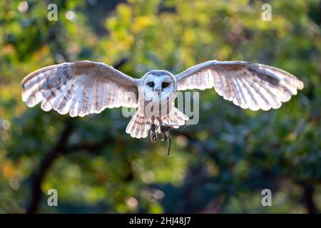 Stalleule von der Vorderseite, die in Richtung der Kamera fliegt. Ausgebreiteter Flügel mit Sonneneinstrahlung. Tyto alba Stockfoto