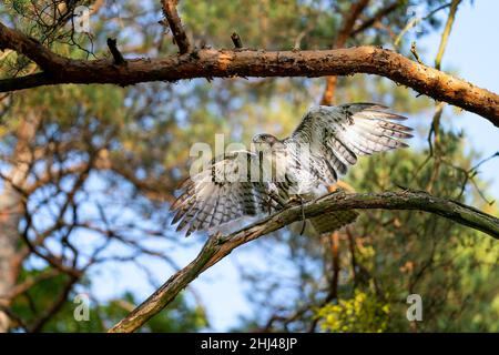 Rotschwanzhawk, der an sonnigen Tagen auf einem Baumstamm mit gespreizten Flügeln landet. Herbstsonniger Tag mit Wald im Hintergrund und Greifvogelgras im Vordergrund. Stockfoto