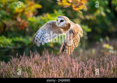Stalleule fliegt über der Heizung. Eule mit ausgebreiteten Flügeln in einer schönen ruhigen, farbenfrohen Szene. Ein Wald mit seinen Bewohnern. Tyto alba Stockfoto