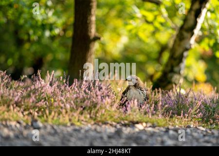 Rotschwanzfalke sitzt an einem sonnigen Tag in der Heide. Raptor auf dem Boden mit Blick nach links mit Copyspace. Stockfoto