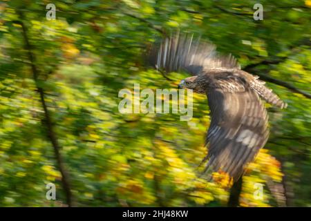 Rotschwanzfalke, aufgenommen durch Schwenken von Fotos vor dem Hintergrund eines grünen Herbstwaldes. Action-Aufnahme mit Bewegungsschärfe durch Bewegungsunschärfe. Stockfoto
